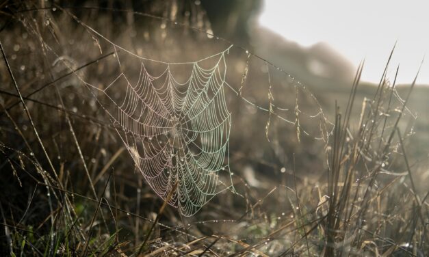 Nature’s Hidden Beauty